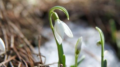 Bu çiçeği koparan 2. el otomobil parası kadar ceza ödeyecek