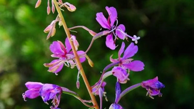 Yakı otu hazımsızlığa iyi geliyor