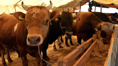 Rüyada kurban kestiğini görmek ne demek? Rüyada kurbanlık hayvan görmek ne anlama geliyor?