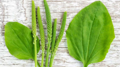 Sinirli ot bitkisi zayıflatmaya yardımcı oluyor