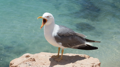 Rüyada martı görmenin anlamı nedir? Rüyada martı görmek ne demek?