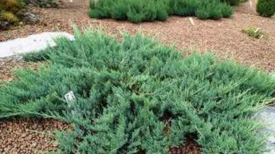 Soğuk algınlığına iyi geliyor. İşte dikkat çeken bitki