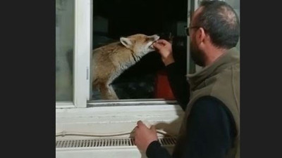 Avcı aç kalan tilkiyi elleriyle besledi