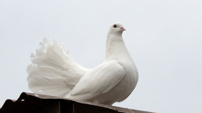 Rüyada güvercin görmek ne anlama geliyor? Rüyada güvercin görmenin tabiri nedir?