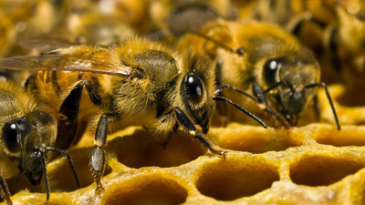Rüyada arı görmenin tabiri nedir? Rüyada arı görmek ne demek?