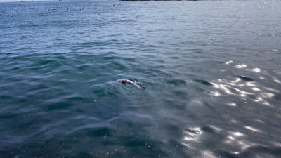 Sinop’ta ölü yunus kıyıya vurdu