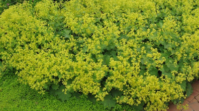 Mucize ot ortaya çıktı. Kansere iyi geliyor