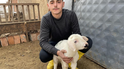 Deprem günü doğan kuzu anne diye meliyor