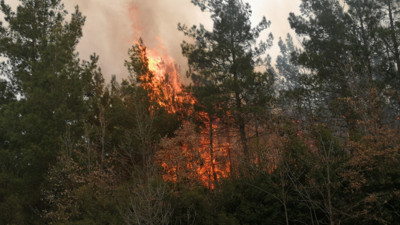 Tokat'ta orman yangını