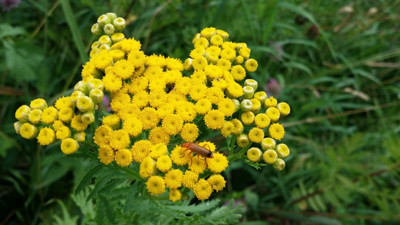Altın Otu bitkisinin akıl almaz yararları