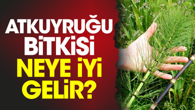 Atkuyruğu bitkisi neye iyi gelir?