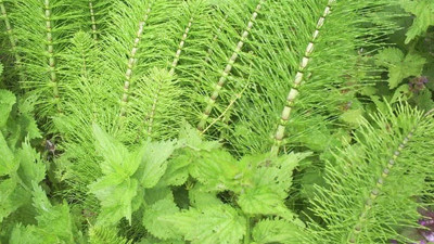 Karaciğer hastalıklarına iyi geliyor. İşte dikkat çeken bitki