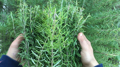 Biberiye bitkisi pek çok kanser türüne karşı koruma sağlıyor