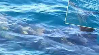 Köpek balığının karnında çıktı. Denize girdikten sonra kaybolmuştu