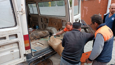 Köpek dövüştürenler gözaltına alındı