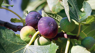 Rüyada incir görmek ne demek? Rüyada incir görmenin tabiri nedir?