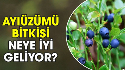 Ayıüzümü bitkisi neye iyi geliyor?