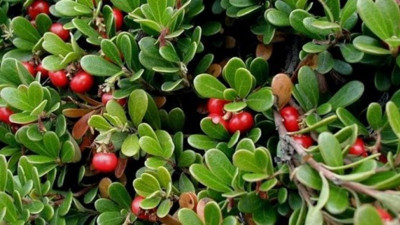 İshale iyi gelen ot (01 Mart 2023)