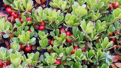 Taş düşürülmesine iyi gelen ot