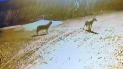 Kurt sürüsü köyü bastı