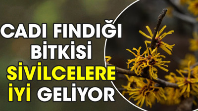 Cadı Fındığı bitkisi sivilcelere iyi geliyor