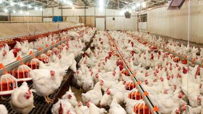 Yumurtanın başkentinde kuş gribi alarmı. Milyonlarca tavuk itlaf edildi