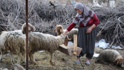 5 koyun enkazdan 25 gün sonra sağ çıkarıldı