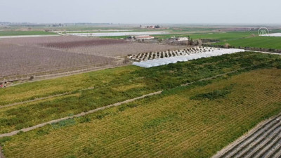 Sebze hali açılamadı, marul ve şalgam tarlada kaldı