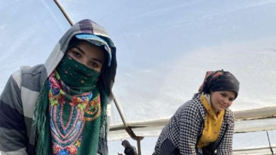 Kilosu 26 TL. 45 gün beklenip 6 ay hasat yapılıyor