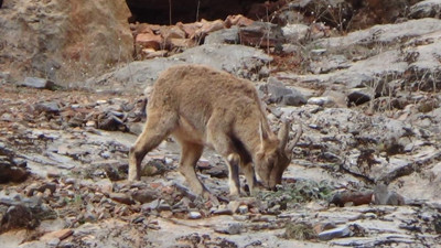 Acıkan dağ keçileri karayoluna indi. O anlar kameralara yansıdı