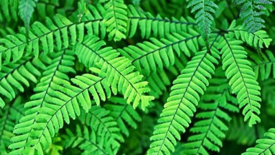 Saç dökülmesine iyi geliyor. İşte mucize bitki (06 Mart 2023)