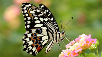 Rüyada kelebek görmek ne anlama geliyor? Rüyada kelebek görmek neye işaret?
