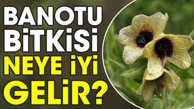 Banotu bitkisi neye iyi gelir?
