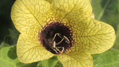 Çarpıntıya iyi gelen ot