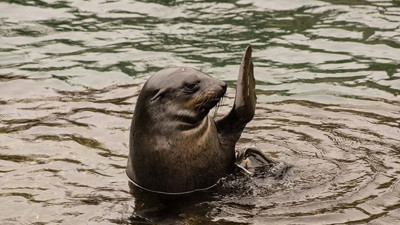 Peru'da binlerce deniz aslanı öldü