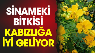 Sinameki bitkisi kabızlığa iyi geliyor