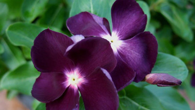 Löseminin tedavisinde etkili olan ot