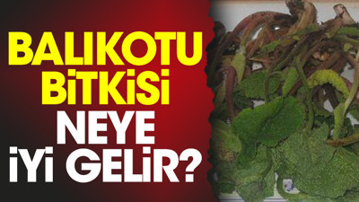 Balıkotu bitkisi neye iyi gelir?