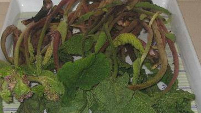 Bronşite iyi gelen ot (08 Mart 2023)