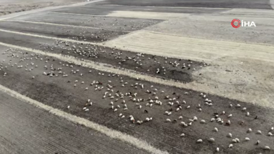 Kars’ta hayvanlar meralara erken çıktı