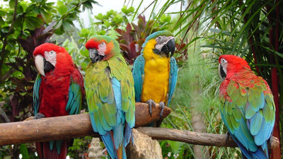 Rüyada papağan görmek ne demek? Rüyada papağan görmenin anlamı nedir?