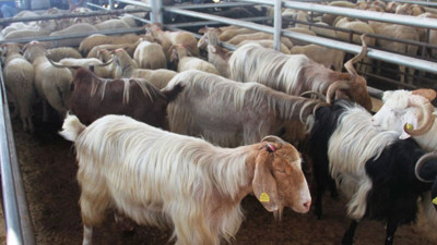 Canlı hayvan pazarı ikinci emre kadar kapatıldı