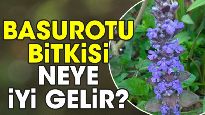 Basurotu bitkisi neye iyi gelir?