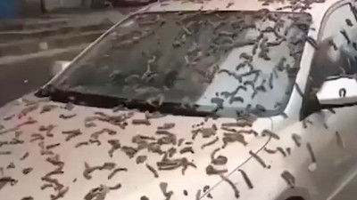 Virüslerin merkezi Çin’de gökten solucan yağdı