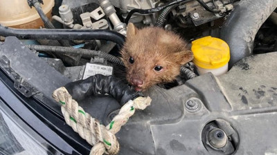 Aracın motoruna sıkışan sansar kurtarıldı