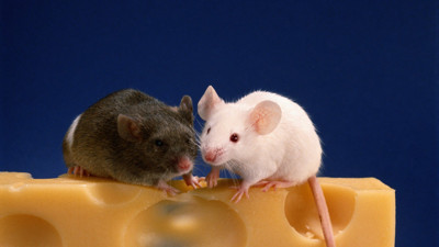 İki erkek fareden yavru üretildi. Bilim insanları insanlarda da kullanılacağını açıkladı