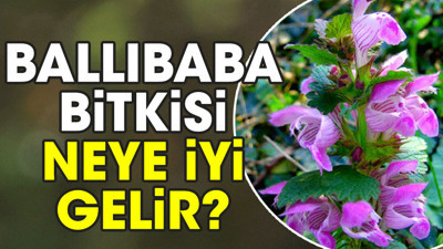 Ballıbaba bitkisi neye iyi gelir?