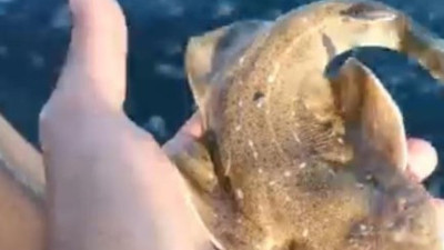 Köpek balığının teknede doğumu saniye saniye görüntülendi