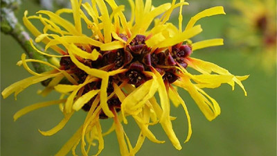 Sivilcelere iyi geliyor. İşte dikkat çeken ot