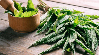 Rüyada ısırgan görmek ne demek? Rüyada ısırgan görmek neye işaret